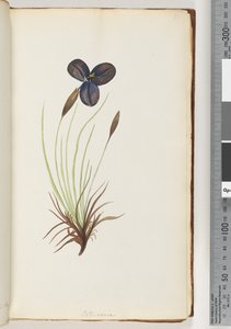 Page 11. Pattersonia