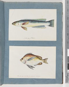 Poisson non identifié - Unknown artist