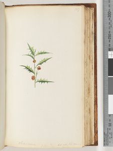 Page 127. Chorizema Billard, mais pas son espèce