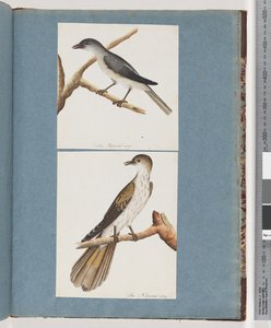 Page 127. Oiseau non identifié. 128. Oiseau non identifié - Unknown artist