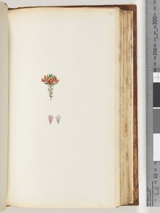 Page 128. Plante non identifiée