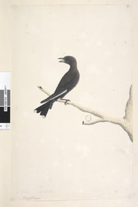 Page 12. Ocypterus. Dessiné à la taille naturelle, avril, Dusky Wood, Swallow Artamus cyanopterus - Unknown artist