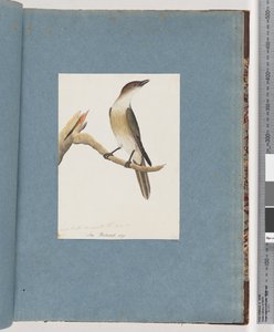 Page 137. Oiseau non identifié, peut-être la Grive harmonique - Unknown artist