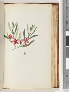 Page 138. Plante à fleurs et insecte non nommés