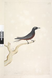 Page 13. Ocypterus. au-dessus du titre dans une autre main Décembre. Taille naturelle Hirondelle à sourcils blancs Artamus superciliosus, mâle, 1791-92 - Unknown artist