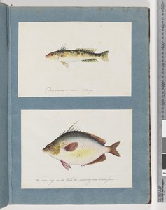 Page 13. Poisson non identifié. 14. Poisson non identifié - Unknown artist