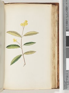 Page 140. Fleur non identifiée, octobre 1794