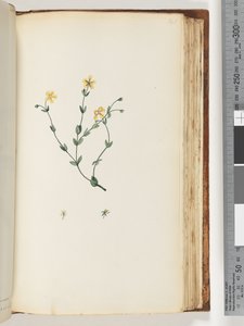 Page 141. Plante non identifiée