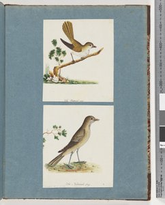 Page 142. Oiseau non identifié. 143. Oiseau non identifié - Unknown artist