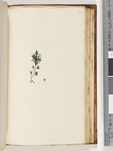 Page 143. Plante non identifiée