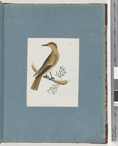 Page 144. Oiseau non identifié - Unknown artist