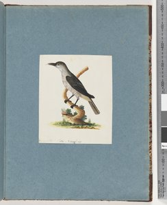 Page 146. Oiseau non identifié. Méliphage - Unknown artist