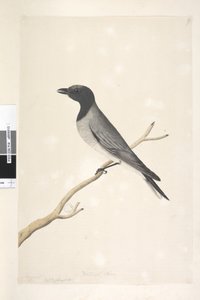 Page 14. Ceblephyris. au-dessus du titre dans une autre main Août. Taille naturelle Petit Coucou, Pie-grièche? Coracina robusta, 1791-92