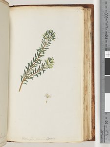 Page 159. Westringea rosmariniformis