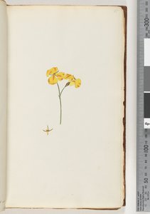 Page 15. Plante non identifiée