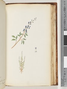 Page 163. Plante non identifiée