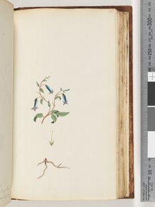 Page 165. Plante non identifiée