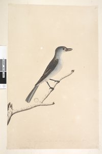 Page 16. Ceblephyris. Taille naturelle Grive musicienne Colluricincla harmonica, 1791-92 - Unknown artist