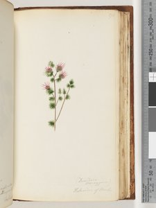 Page 170. Decandria monogynia. Kalmoides de Banks