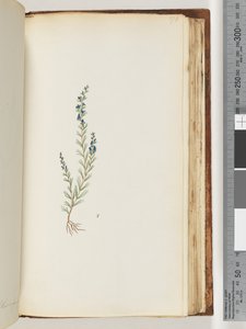 Page 176. Plante non identifiée