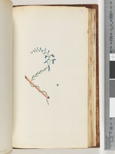 Page 177. Plante non identifiée