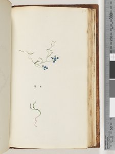 Page 178. Plante non identifiée