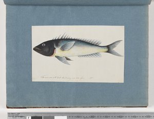 Page 17. Poisson non identifié