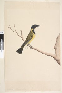 Page 19. Avril. taille naturelle Siffleur doré Pachycephala pectoralis, mâle, 1791-92