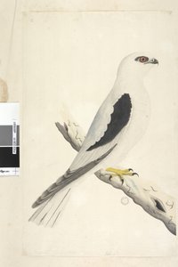 Page 1. Faucon, aperçu en août. Taille naturelle. Milan à épaulettes noires Elanus axillaris Elanus notatus, 1791-92 - Unknown artist