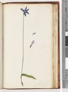 Page 207. Arethusa pilosa / Orchidée à lèvres de cire - Unknown