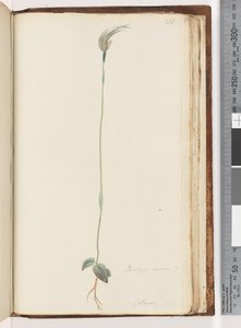 Page 216. Pterostylis nutans? - Unknown artist