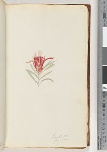 Page 21. Lambertia formosa / Diable des montagnes - Unknown artist