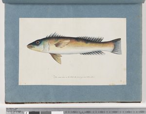 Page 21. Poisson non identifié