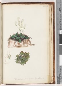 Page 223. Dendrobium linguiforme Exot. Bot. t. 11 Orchidée langue - Unknown artist