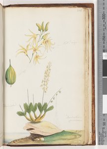 Page 224. Dendrobium speciosum / Orchidée de roche - Unknown artist