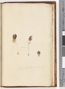 Page 226. Corysanthes fimbriata Br / Orchidée casque frangé - Unknown artist