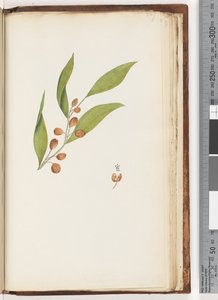 Page 227. Plante non identifiée
