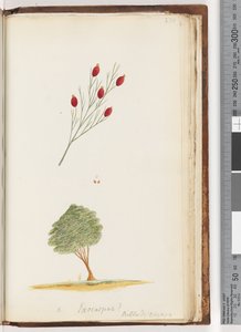 Page 230. Exocarpus? Billard: voyage / La cerise de Nouvelle-Galles du Sud