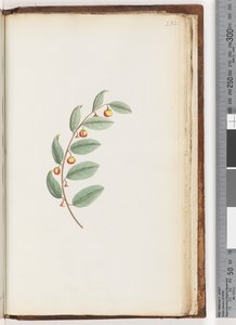 Page 232. Plante non identifiée