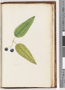 Page 234. Smilax sp / Salsepareille douce
