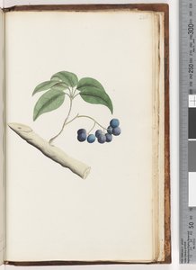 Page 236. Plante non identifiée