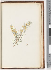 Page 239. Plante non identifiée