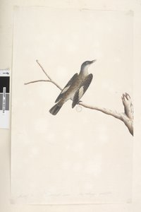 Page 23. Mai, taille naturelle, iris et langue douteux Brown Tree, Creeper Climacterus picumnus, 1791-92 - Unknown artist
