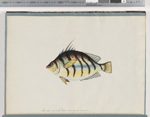 Page 23. Poisson non identifié