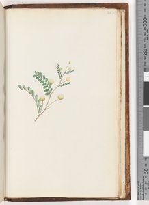 Page 242. Plante non identifiée