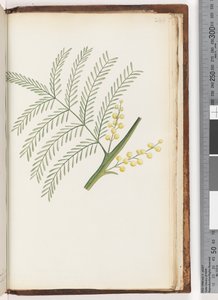 Page 244. Plante non identifiée
