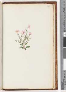 Page 249. Plante non identifiée
