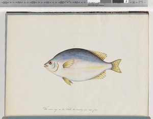 Page 24. Poisson non identifié
