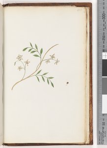 Page 251. Plante non identifiée
