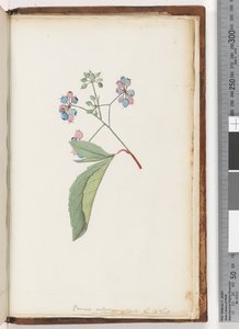 Page 256a. Plante sans nom